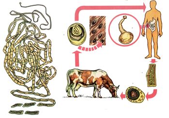 For a very common helminth, bovine tapeworm, the cow serves as an intermediate host, and man is the last. 