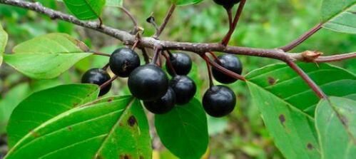 buckthorn bark against parasites in the body