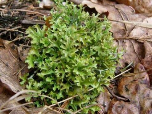 cetraria of parasites in the body