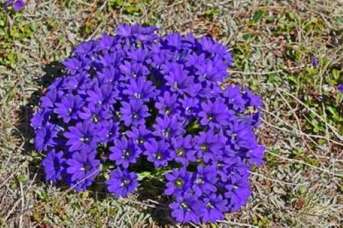 fever root of parasites in the body