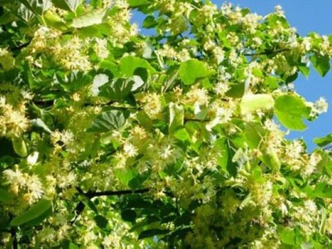 lime blossom from parasites in the body