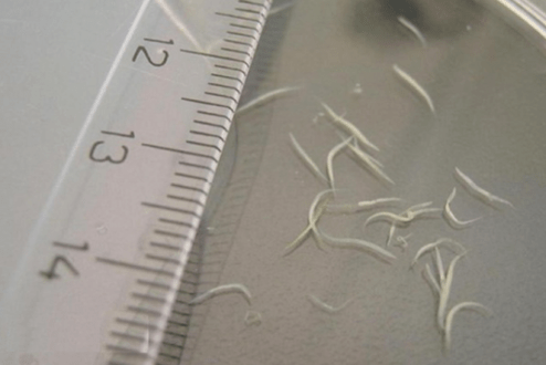 how to remove sedges from a child
