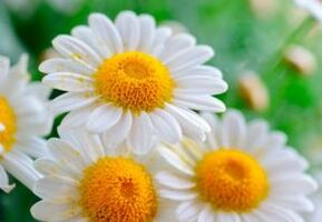 Medicinal chamomile flowers - a means of getting rid of worms
