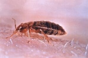 Bedbugs are parasites that feed on human blood