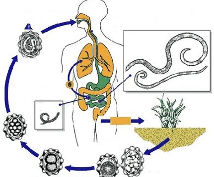 life cycle of human parasites