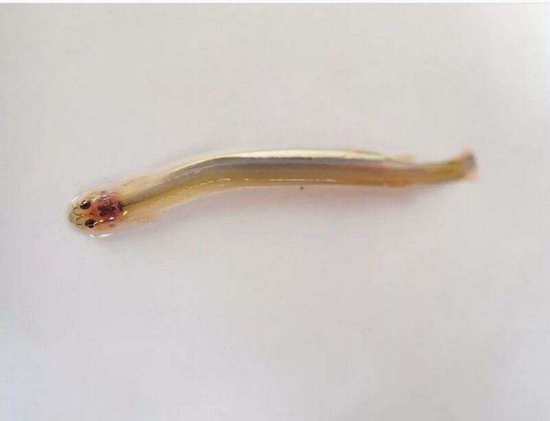 Wandellia mustache - a dangerous parasitic fish