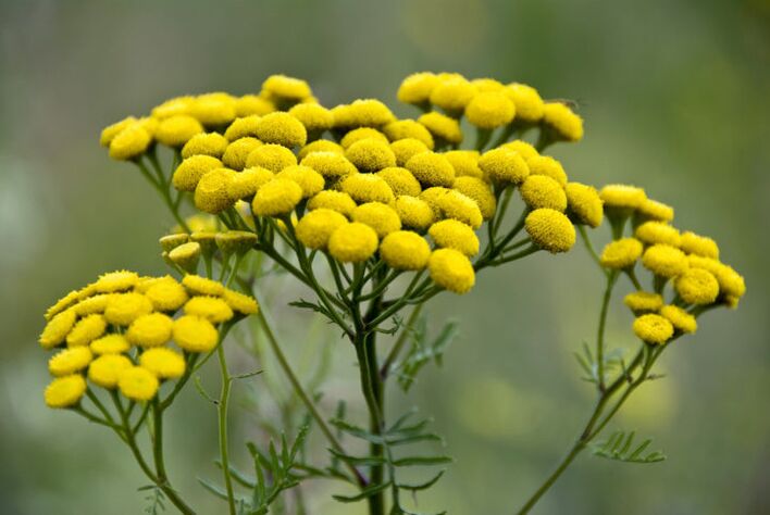 The bitter tansy plant will help remove parasites from the body