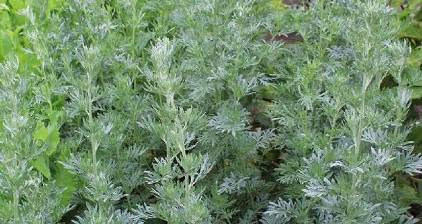 wormwood for the prevention of parasites