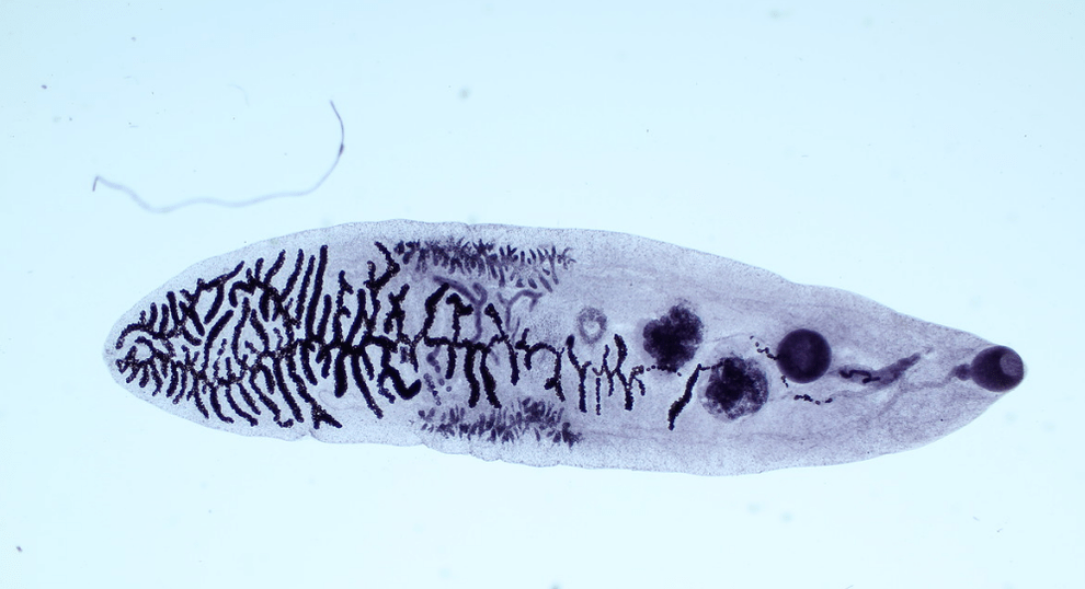 A parasite of the fluke class (trematodes)