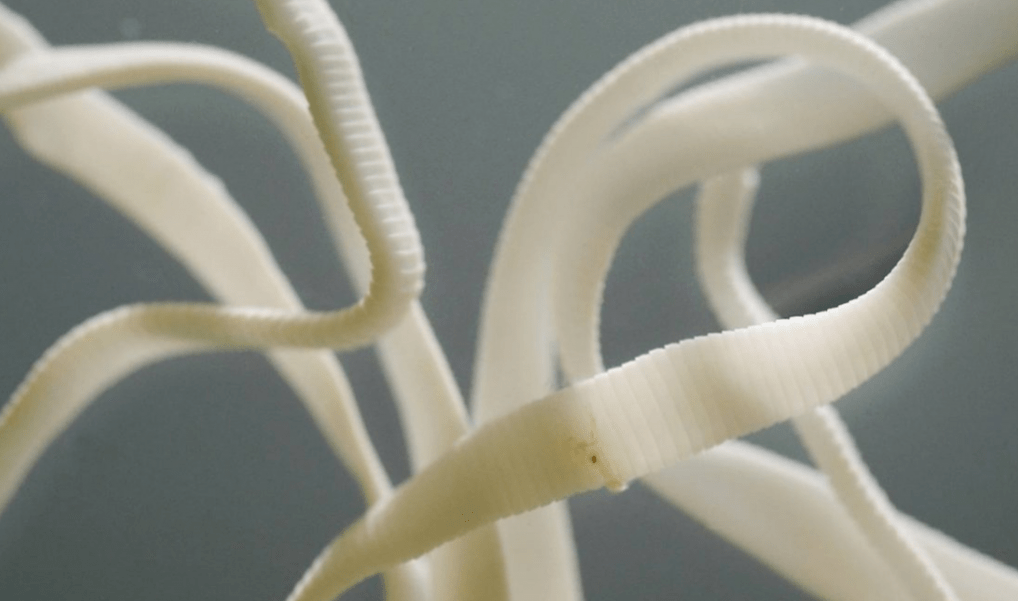 A tapeworm reaching an impressive length