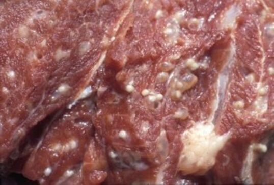 Meat infected with trichinella - dangerous parasites